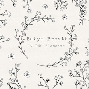 Schleierkraut Blume PNG Clip Art, handgezeichneter Gypsophila Rahmen, Blumenbordüre für Hochzeit, Floral Botanische Linie Art Clipart, kommerzielle Nutzung