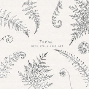 Fern Clipart, Hand Drawn Fern Line Art, Black and White Botanical Clipart, Fern Illustration, Commercial Use greenery, forest leaves wedding