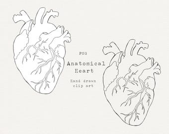 Anatomical Heart Clip Art, Realistic Heart Clipart, Hand Drawn Heart PNG, Valentines Day Art for Commercial Use, Heart Vintage Illustration