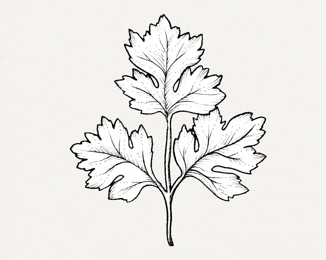 Cilantro PNG Clip Art Hand Drawn Illustration Herb Line Art Etsy