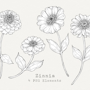 Zinnie Blume PNG Clip Art, Handgezeichnete Zinnie Illustration, Blumen Linie Kunst, Florale botanische Zeichnung, kommerzielle Nutzung Vintage Clipart