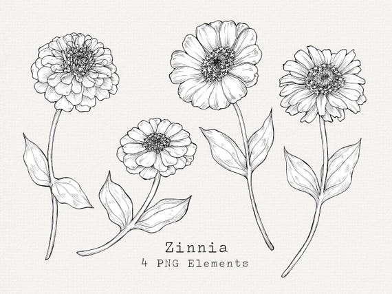 ジニアの花のPNGクリップアート、手描きのジニアのイラスト、花の線画