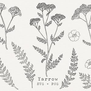 Milenrama SVG, Clip Art de Hierba Milenrama, Arte Lineal de Remedios Herbales, Clipart de Medicinas Silvestres para Etiquetas, Archivo de Corte, Cricut, Dibujo de Contorno Simple