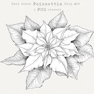 Clip Art poinsettia, dessin au trait poinsettia, PNG botanique de Noël, clipart floral de Noël, PNG floral de Noël, Floral d'hiver, téléchargement