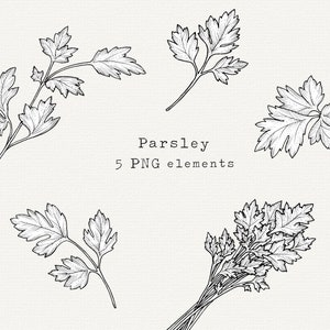 Parsley PNG Bundle, Hand Drawn Herb Clip Art, Ink Sketch, Parsley Drawing, Line Art for Labels, Commercial Use, Vintage Illustration