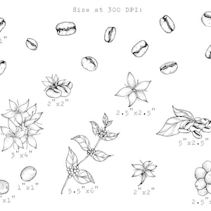 Coffee Plant PNG Clip Art, Hand Drawn Illustration, Coffee Bean Line Art, Coffee Drawing, Kitchen, Cafe, Botanical Clipart, Commercial Use image 4