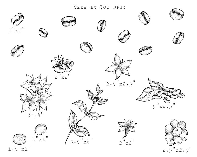 Coffee Plant PNG Clip Art, Hand Drawn Illustration, Coffee Bean Line Art, Coffee Drawing, Kitchen, Cafe, Botanical Clipart, Commercial Use image 4