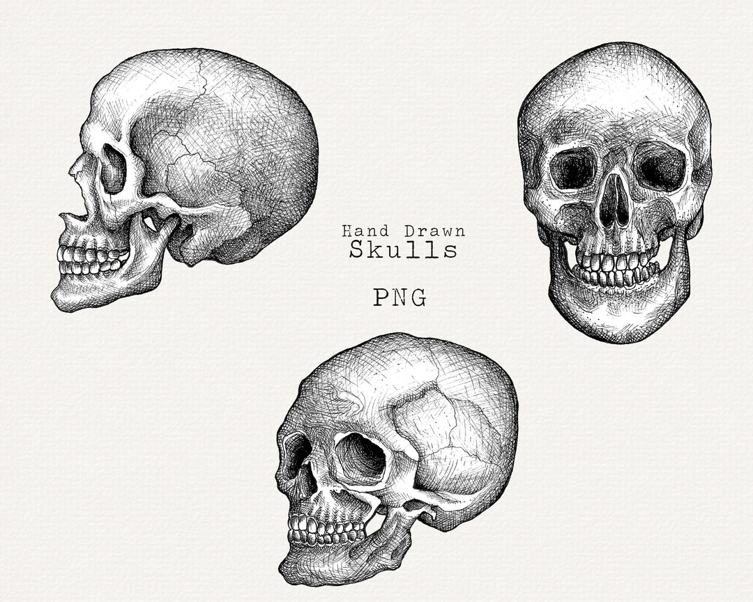 Side view medical illustration of head skull illustration imagepicture  free download 401788934lovepikcom