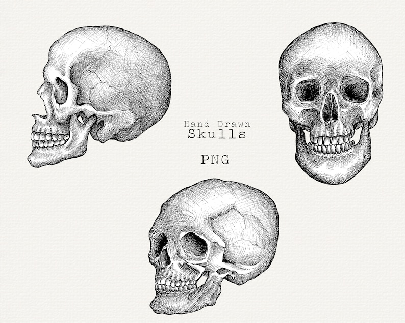 Skull Clip Art, Hand Drawn Skull PNG, Realistic Skull Drawing, Vintage Illustration, Halloween Graphics, Halloween Line Art Instant Download image 1