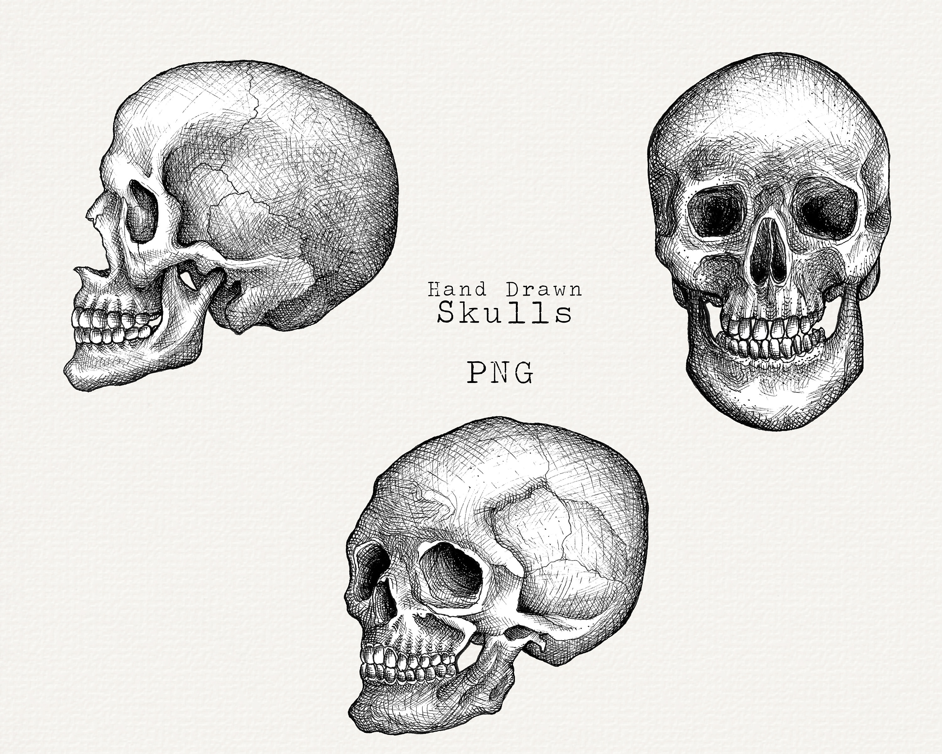 Skull Clip Art, Hand Drawn Skull PNG, Realistic Skull Drawing