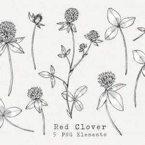 Klee PNG Clip Art, handgezeichnete rote Klee Illustration, Kleeblatt, Pflanzen Linie Kunst, Futtersuche, Heilmittel, Botanische Clipart, kommerzielle Nutzung