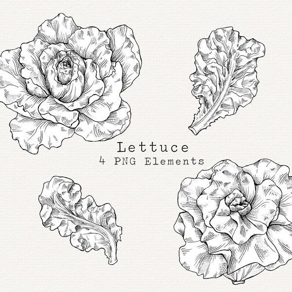 Lettuce PNG Clip Art, Hand Drawn Butterhead Lettuce Illustration, Vintage Style Download, Vegetable Garden Clipart, Line Art, Commercial Use