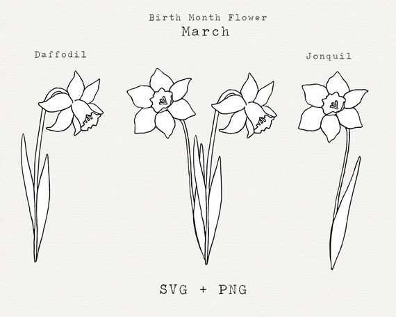 March Birth Month Flower SVG Birthday Flower PNG, Hand Drawn Daffodil ...