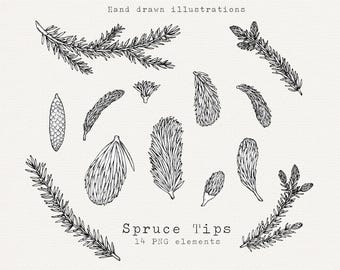 Spruce Tips Hand Drawn Illustration, Botanical PNG Elements, Pine Tree Clip Art