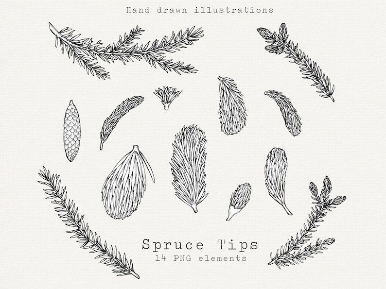 Handritad illustration av grantips, botaniska PNG-element, clip art för tallträd bild 1