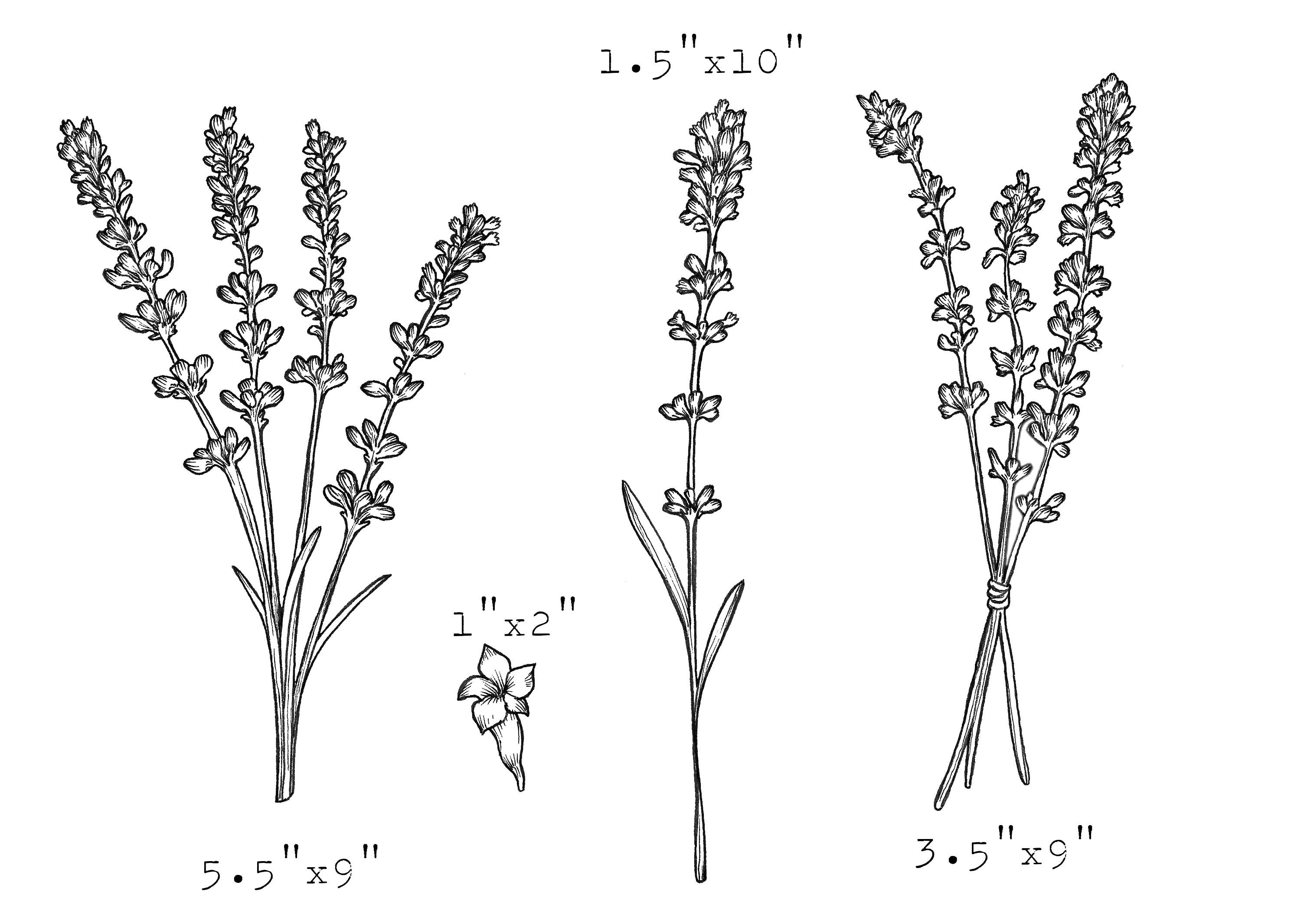 Веточка лаванды рисунок карандашом
