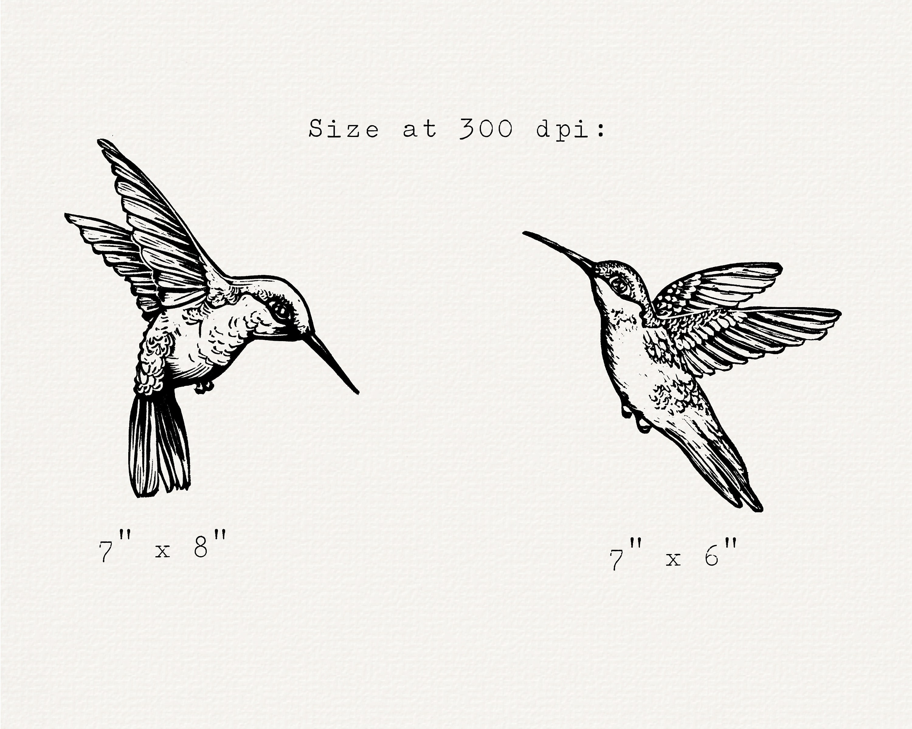 Hummingbird Clipart Hand Drawn Hummingbird PNG Black - Etsy