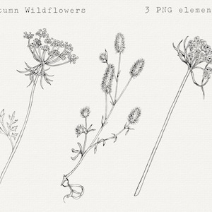 Automne fleurs sauvages Clip Art, PNG botanique dessiné à la main, dessin au trait botanique, Illustration florale d'automne, dessin floral floral, téléchargement numérique
