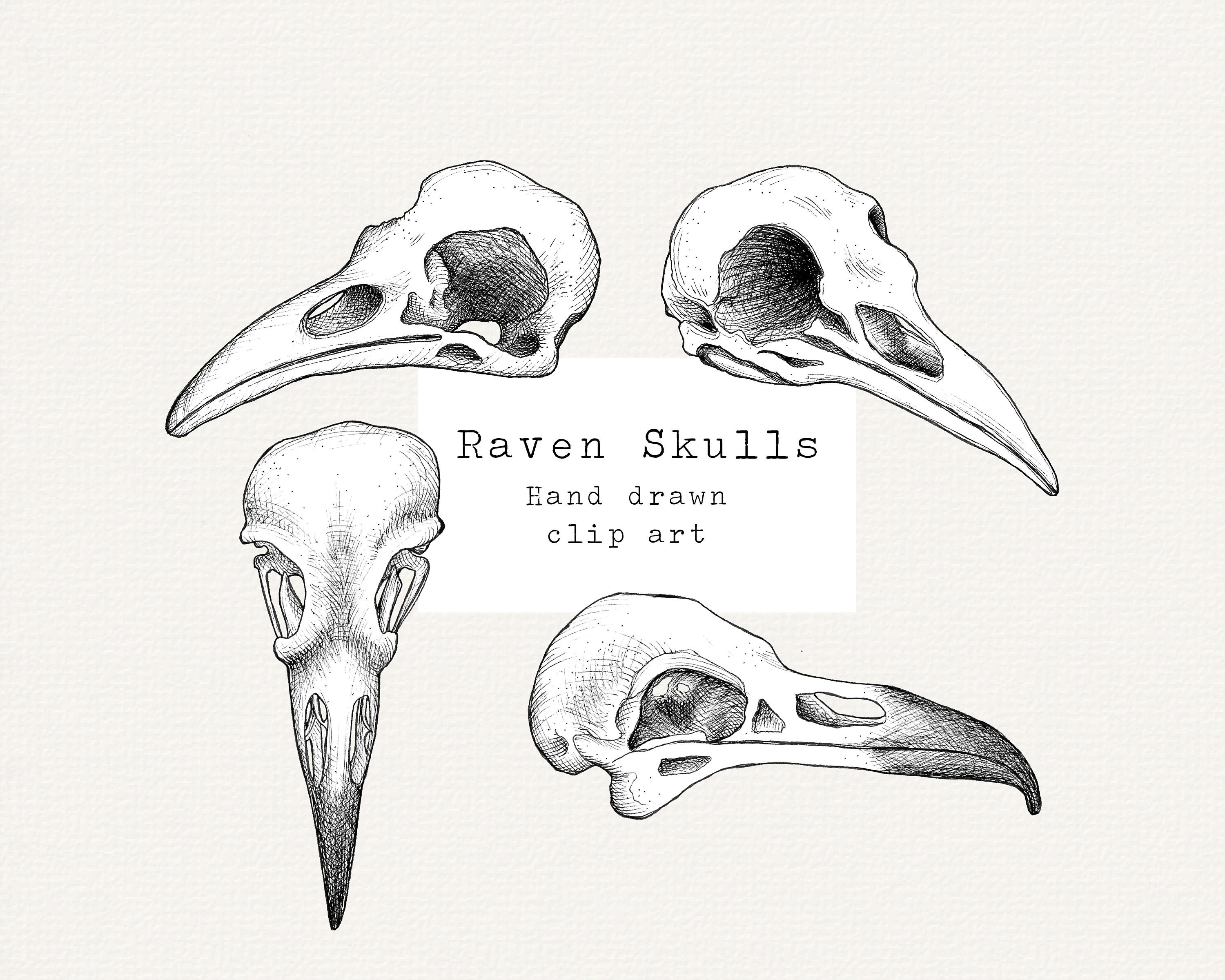 Raven Skull Clip Art Hand Drawn Crow Skull Vintage Etsy Canada 
