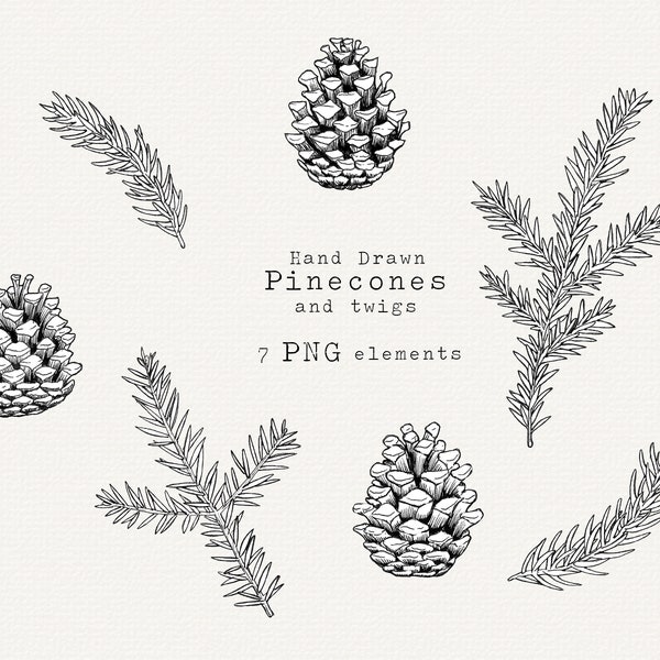 Pine Cone Clip Art, Hand Drawn Christmas Clip Art, Pine Drawing, Pinecone PNG, Christmas Botanical Line Art, Vintage Illustration, Holiday