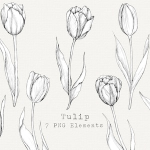 チューリップの花 PNG クリップ アート、手描きのチューリップ、春の花のイラスト、花の植物の線画のクリップ アート、商用利用可
