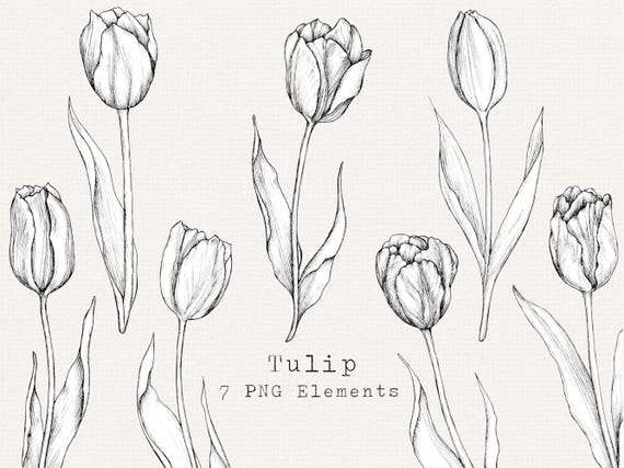 手描きのチューリップの花の線画クリップアート（PNG） - Etsy 日本