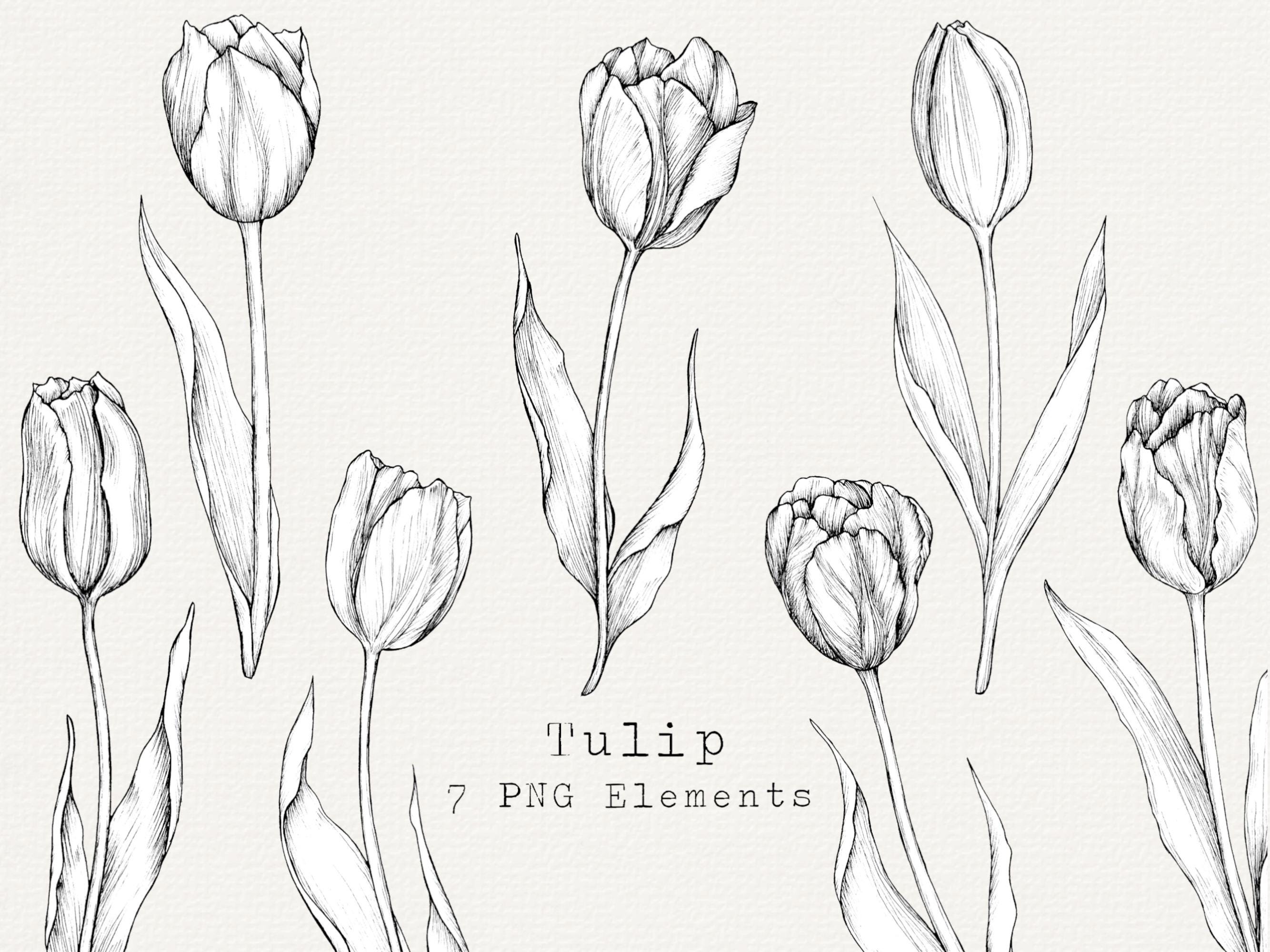 手描きのチューリップの花の線画クリップアート（PNG） - Etsy 日本