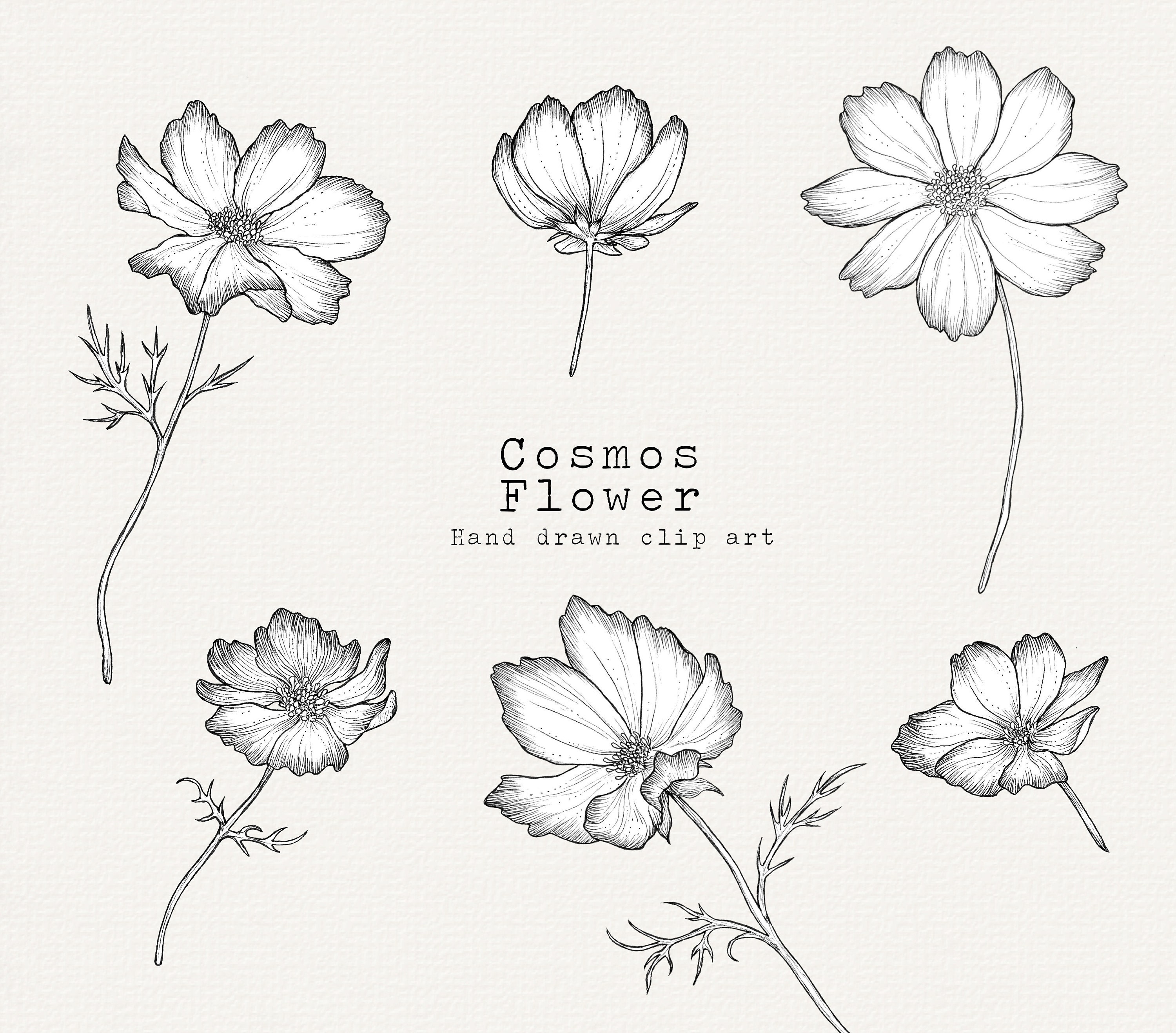 Cosmos Flower Clipart Spring Clipart Floral Clip Art for - Etsy