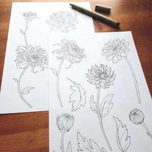 Chrysanthemum Line Art, Floral SVG Clipart (SVG, PNG) image 3