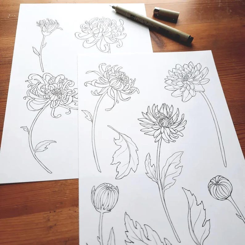 Chrysanthemum Line Art, Floral SVG Clipart (SVG, PNG) image 3