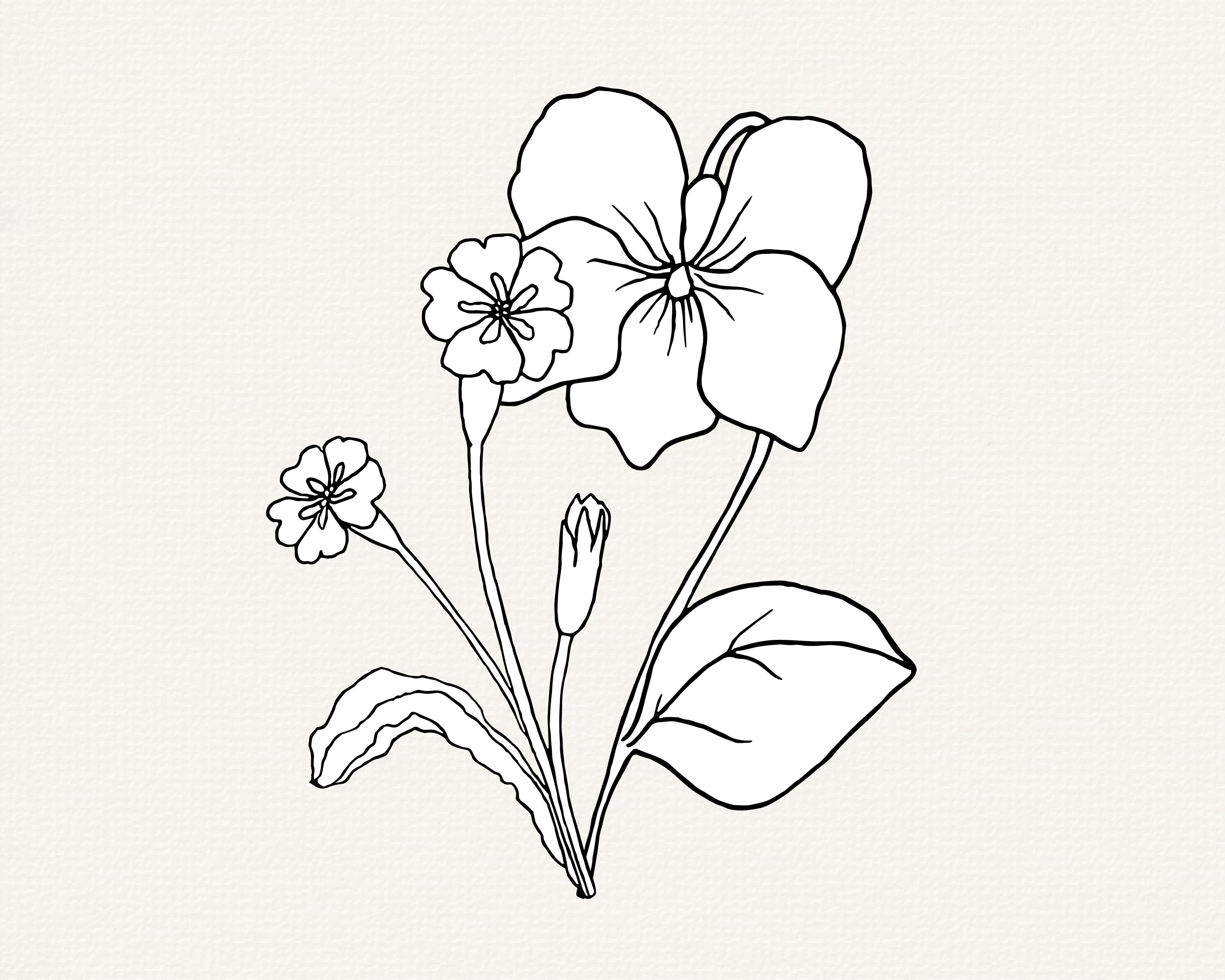 Primrose Flower SVG Violet Flower SVG February Birth Month | Etsy