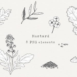 Paquete de imágenes prediseñadas de mostaza PNG, ilustración dibujada a mano, arte lineal de planta de mostaza, dibujo de semilla de mostaza, hoja de mostaza, para etiquetas, uso comercial
