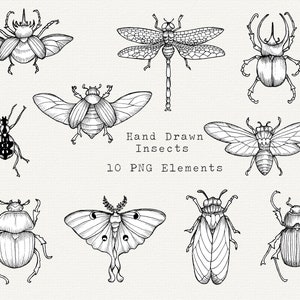 Insect Clipart, Hand Drawn Bug PNG, Scarab Beetle, Luna Moth, Cicada, Vintage Illustration, Mystical Beetles and Insects, Esoteric, Witchy