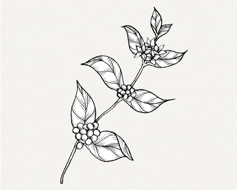 Coffee Plant PNG Clip Art, Hand Drawn Illustration, Coffee Bean Line Art, Coffee Drawing, Kitchen, Cafe, Botanical Clipart, Commercial Use image 2