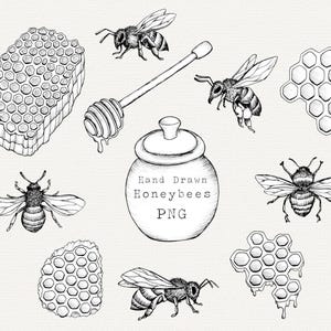 Honeybee Clipart, Bee PNG, Honeycomb Clipart, Honey Pot, Honey Graphics, Hand Drawn Bee Line Art, Vintage Bee Graphics or Labels, Bee Logo