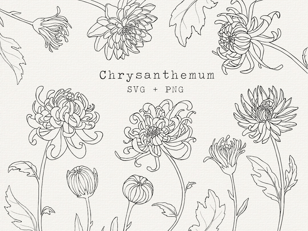 Line Cutable Chrysanthemum Line Art, Floral SVG Clipart (SVG, PNG) - Etsy