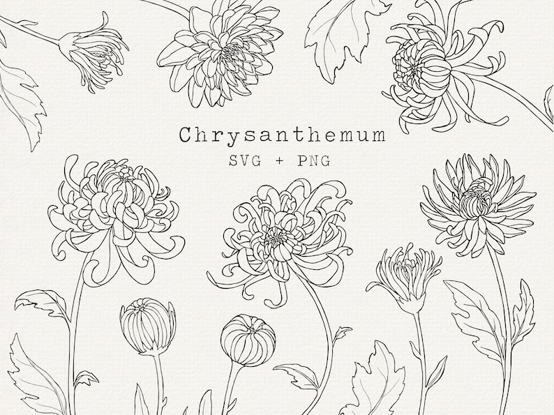 May include: A set of black and white line drawings of chrysanthemums. The drawings are in a simple, elegant style and would be perfect for use in a variety of projects, such as greeting cards, invitations, or scrapbooking.