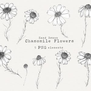 Flores de camomila Clip Art, Camomila PNG, Clipart Floral, Clip Art Herbal, Flores Silvestres, Convite de Casamento, Ilustração Floral Detalhada