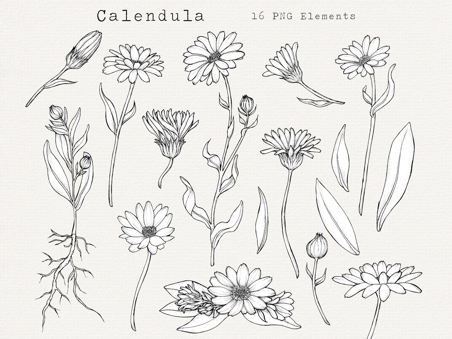 Calendula Flower Line Art, Floral PNG Clipart, Botanical Illustration ...