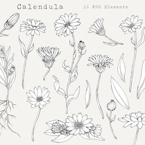 Fleur de calendula PNG Clip Art, illustration de plante de calendula dessinée à la main, recherche de nourriture, plantes médicinales, clipart botanique, usage Commercial
