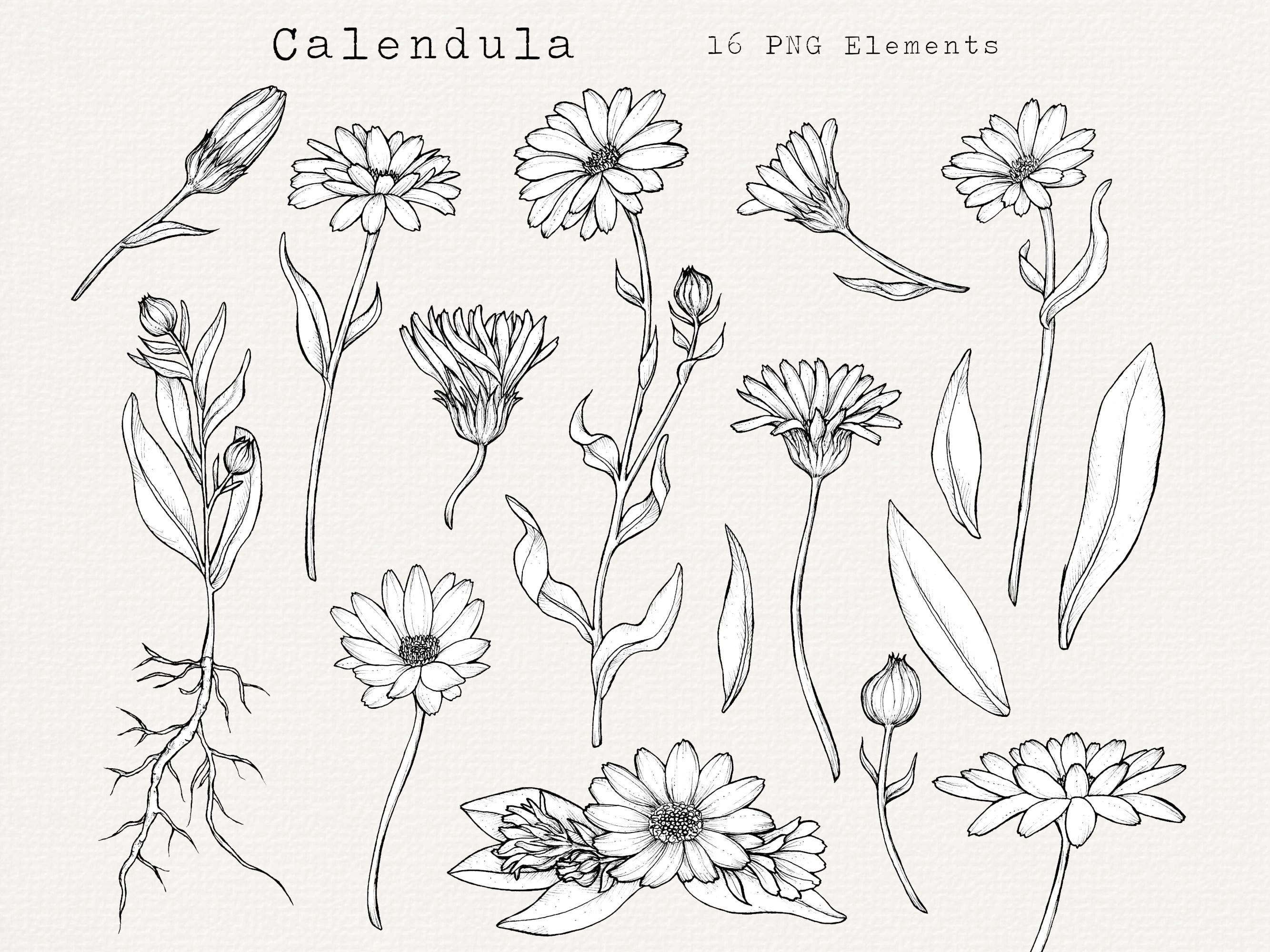 Calendula Flower PNG Clip Art, Hand Drawn Calendula Plant Illustration, Plant Foraging, Herbal Remedies, Botanical Clipart, Commercial Use