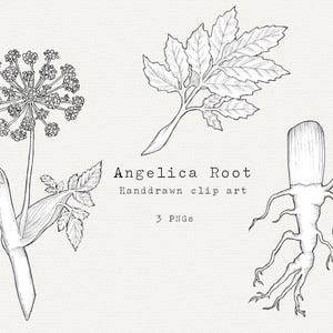 Angelica Root Herb Clip Art, Ręcznie Rysowane Ziołowe Środki Lecznicze Clipart, Lecznicze Zioła PNG, Cyfrowa Ilustracja, Czarno-Biała Kuchnia Clip Art