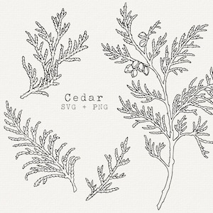 Cedro SVG, Clip Art de Galho de Cedro Desenhado à Mão, Vetor de Arte de Arco de Cedro, Arquivo de Corte, Desenho de Contorno Simples, Uso Comercial