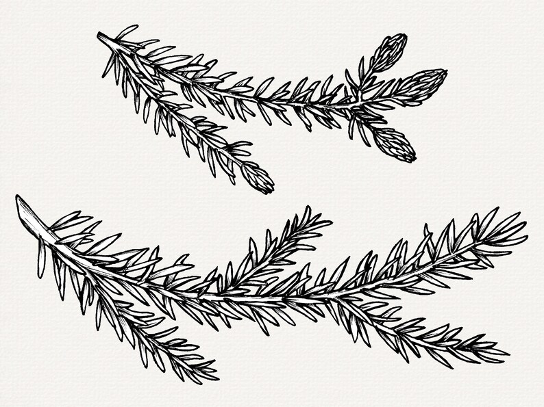 Handritad illustration av grantips, botaniska PNG-element, clip art för tallträd bild 4