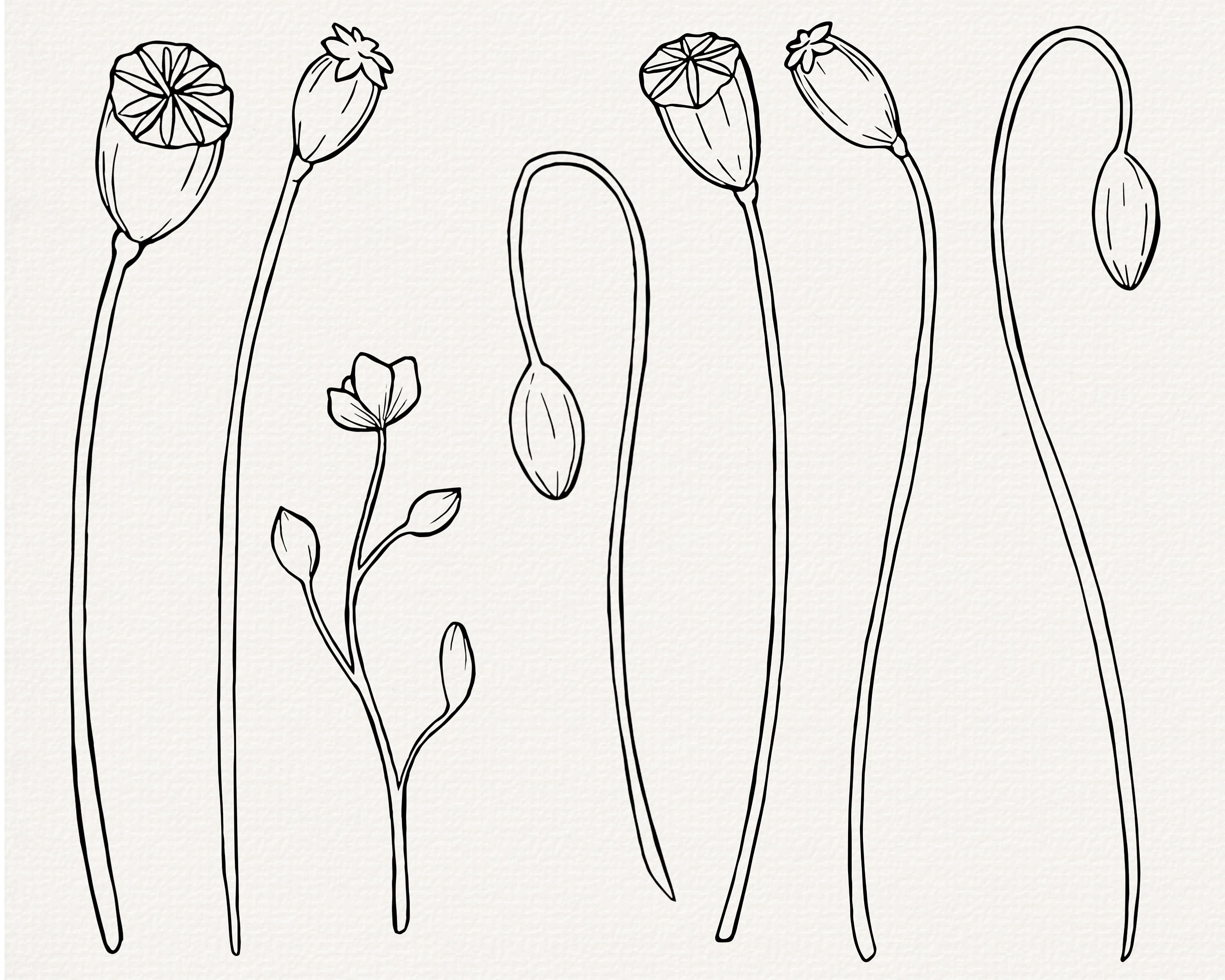 Poppy Line Art SVG: Floral Outline Vector Clip Art (commercial Use) - Etsy