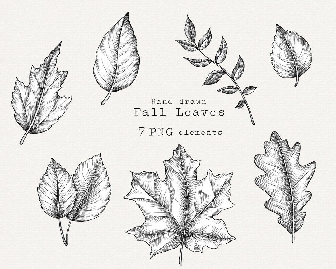 🍂 🍁 How to draw a Autumn Leaf | Fall Leaf Easy Drawing Tutorial | Doodle  art drawing, Leaf drawing, Easy drawings
