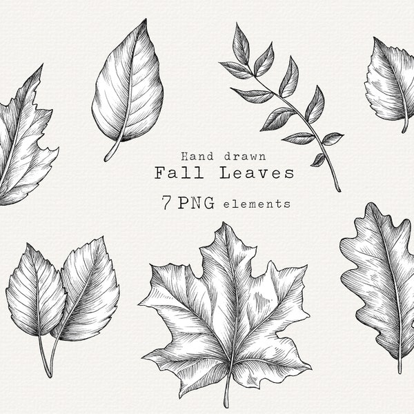 Autumn Leaves PNG, Fall Leaves Clip Art, Detailed Autumn Leaf, Botanical Line Art, Hand Drawn Autumn Clip Art, Vintage Illustration Download