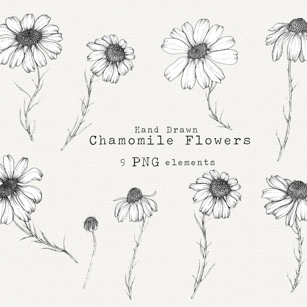 Chamomile Flowers Clip Art, Chamomile PNG, Floral Clipart, Herbal Clip Art, Wildflower, Wedding Invitation, Detailed Floral Illustration