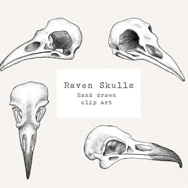 Raven Skull Clip Art, Hand Drawn Crow Skull, Vintage Illustration, Raven Skull Instant Download, Witchy Clip Art, Occult Spooky Witchy Magic