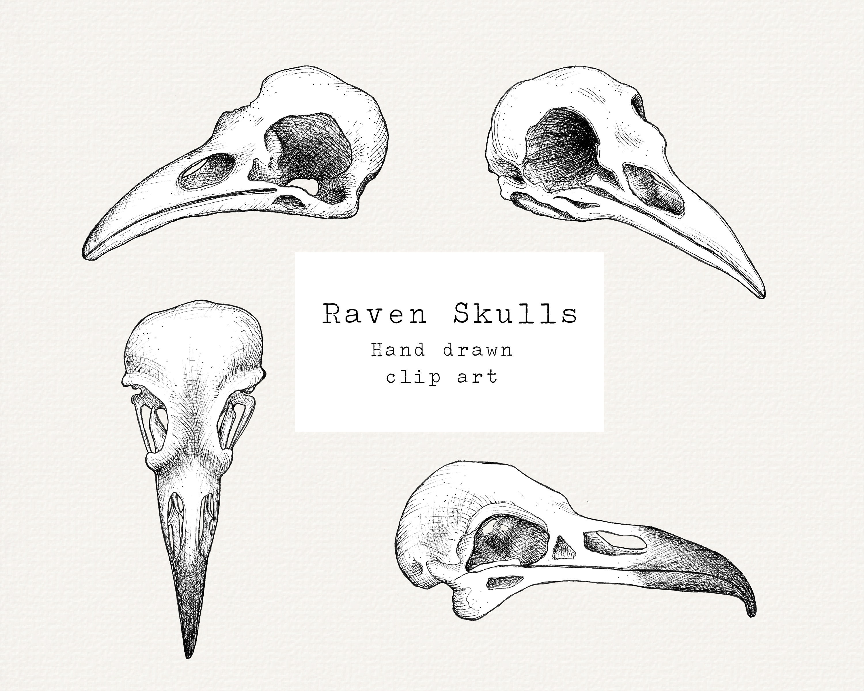 Discover 74+ bird skull sketch - in.eteachers